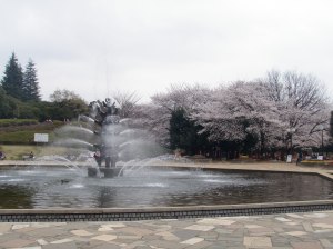 Sakura and Fountain